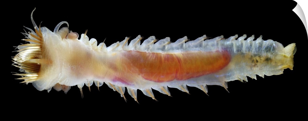 Trumpet worm. Upper side of the marine annelid worm Pectinaria koreni, a type of fanworm. Fanworms live in tubes built out...