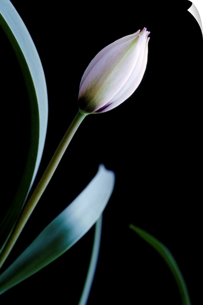 Tulip (Tulipa humilis 'Alba Caerulea Oculata'). The flower is not yet open.