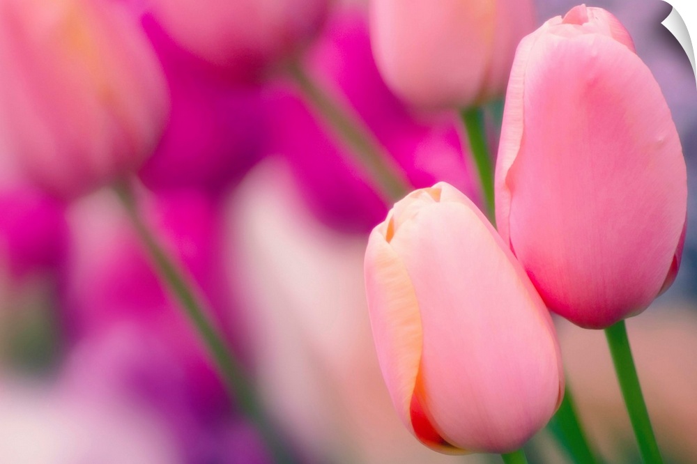 Tulip flowers (Tulipa 'Tenderness').