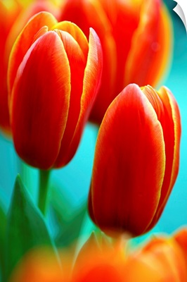 Tulip (Tulipa 'Apeldoorn Elite')