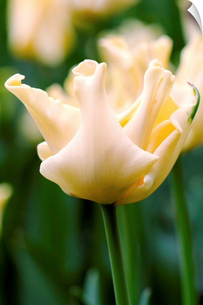 Tulip (Tulipa 'Yellow Crown') in flower in the spring.