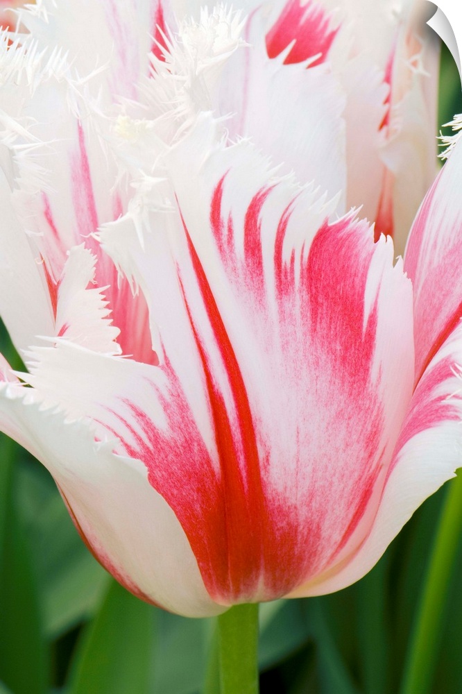 Tulipa Carousel with shaded petal
