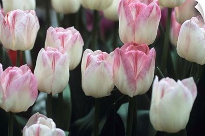 Tulipa 'Meissner Porzellan' flowers