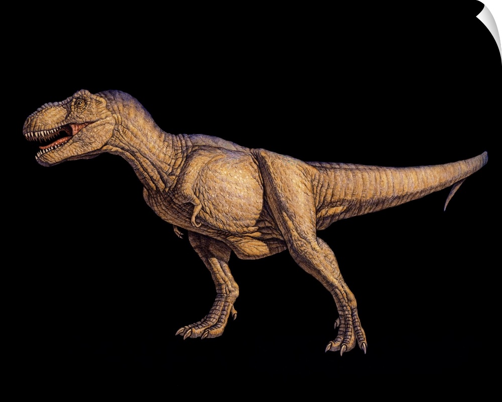 Tyrannosaurus rex, artwork. This dinosaur lived in North America and Asia from about 70 million years ago until the extinc...