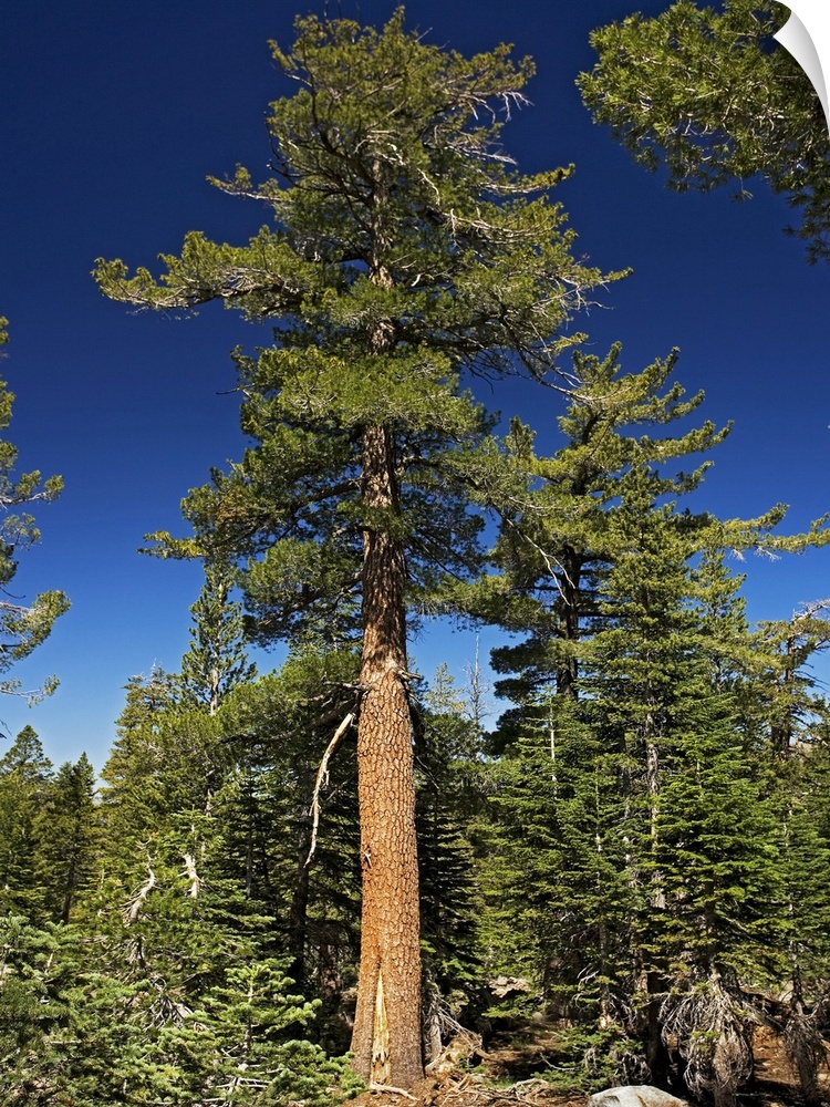Western white pine tree (Pinus monticola). Photographed at around 3000 metres in the Sierra Nevada, California, USA, in July.