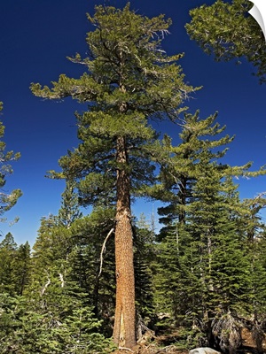 Western white pine (Pinus monticola)