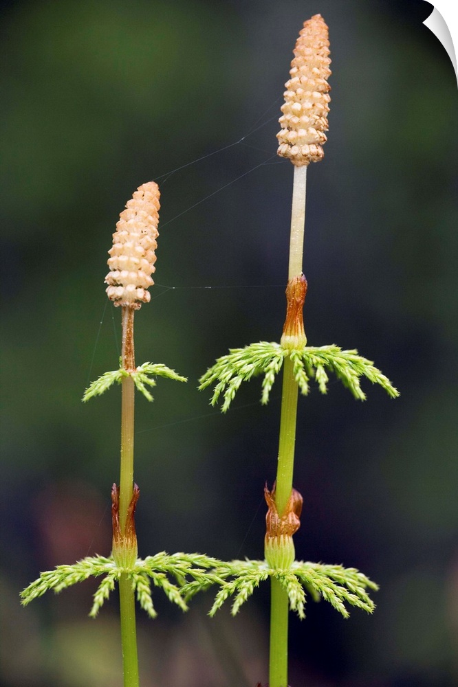Wood horsetail (Equisetum sylvaticum). This plant grows in moist, cool woods and has many delicate branches that circle th...