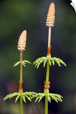 Wood horsetail (Equisetum sylvaticum)