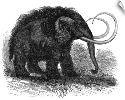 Woolly mammoth, 19th century artwork