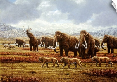 Woolly mammoths
