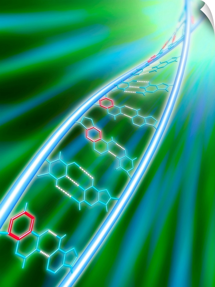 xDNA molecule. Computer artwork of a molecule of expanded deoxyribonucleic acid (xDNA). Normal DNA is composed of two stra...
