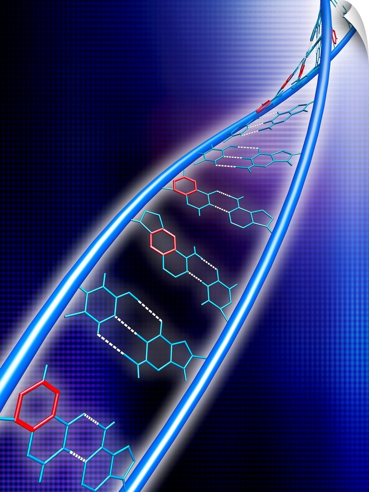 xDNA molecule. Computer artwork of a molecule of expanded deoxyribonucleic acid (xDNA). Normal DNA is composed of two stra...
