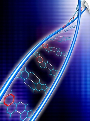 xDNA molecule
