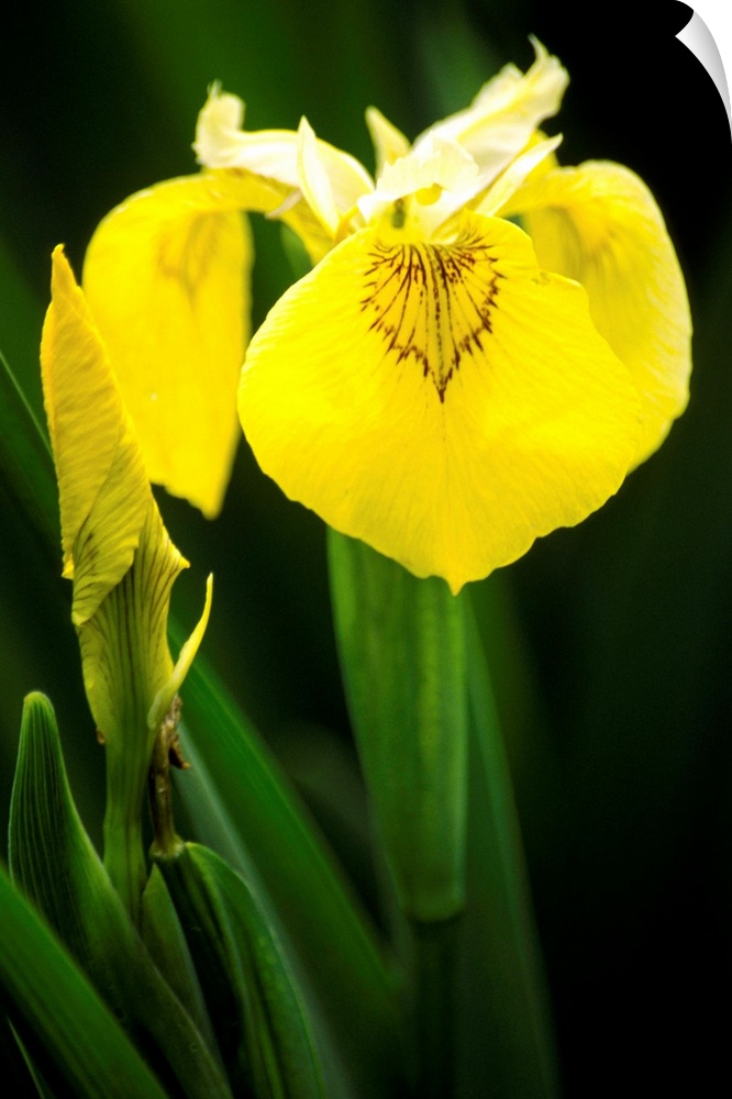 Yellow flag iris flowers (Iris pseudacorus).