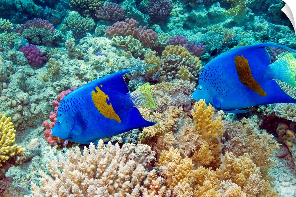 Yellowbar angelfish (Pomacanthus maculosus) swimming over coral on a reef. This fish can reach up to 50 centimetres in len...