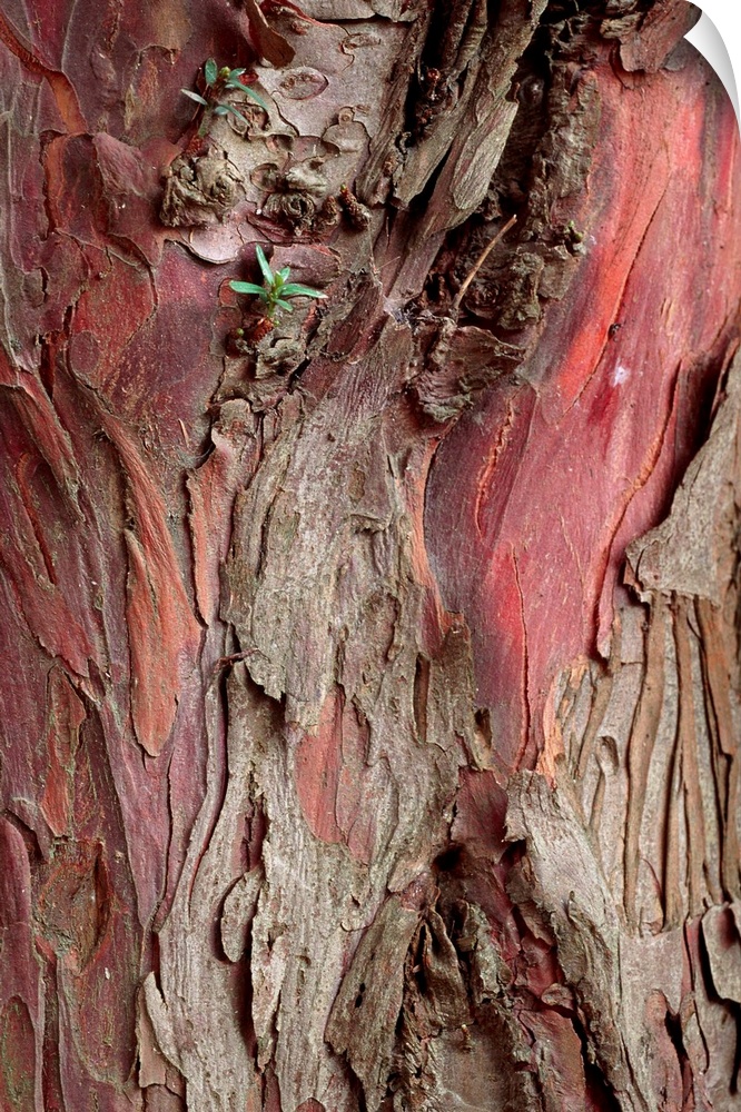 Yew tree bark. Close-up of the bark of a Pacific, or western, yew (Taxus brevifolia). The anticancer drug taxol is isolate...