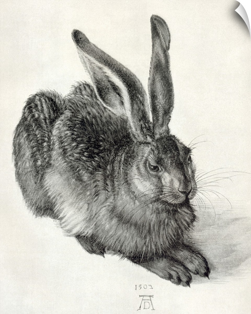 Durer's Young Hare. Sketch by the German artist Albrecht Durer (1471-1528) of a young hare (1502). Durer did much to intro...