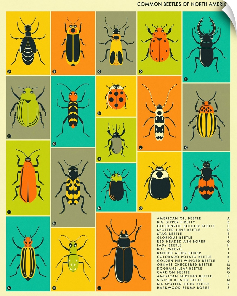 Illustrated diagram of common beetles in North America with labeling and a key in the bottom right corner.