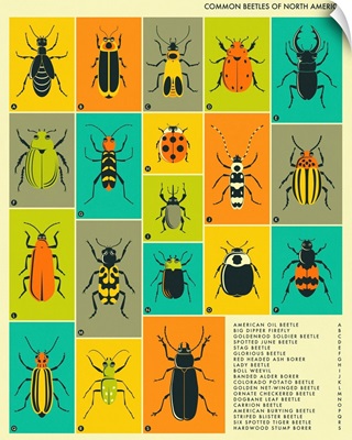 Common Beetles