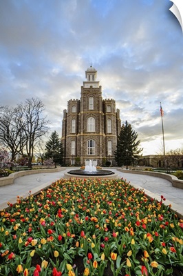 Logan Utah Temple, Tulips, Logan, Utah