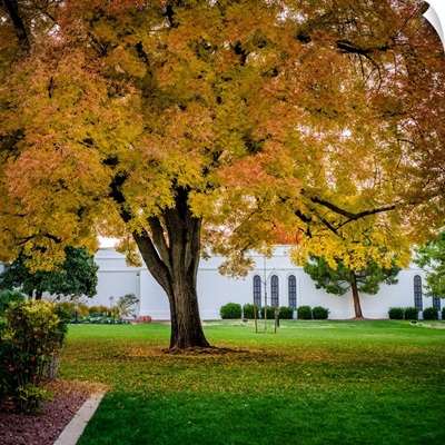 St George Utah Temple, Autumn tree