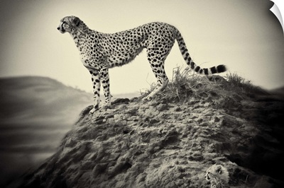 African Cheetah and her cub, hunting at sunrise