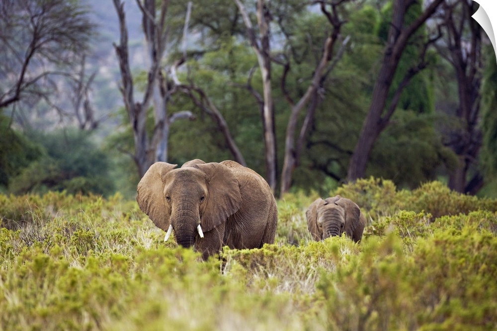 An elephant and its baby are photographed from a distance as they walk through tall brush.