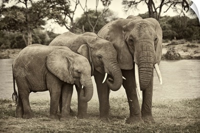 African Elephant Family