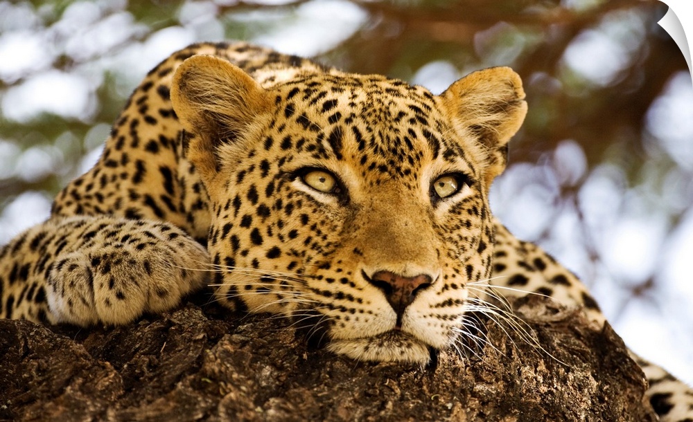 A close up photograph of a lazy, big cat resting on a rock while watching something out of frame.