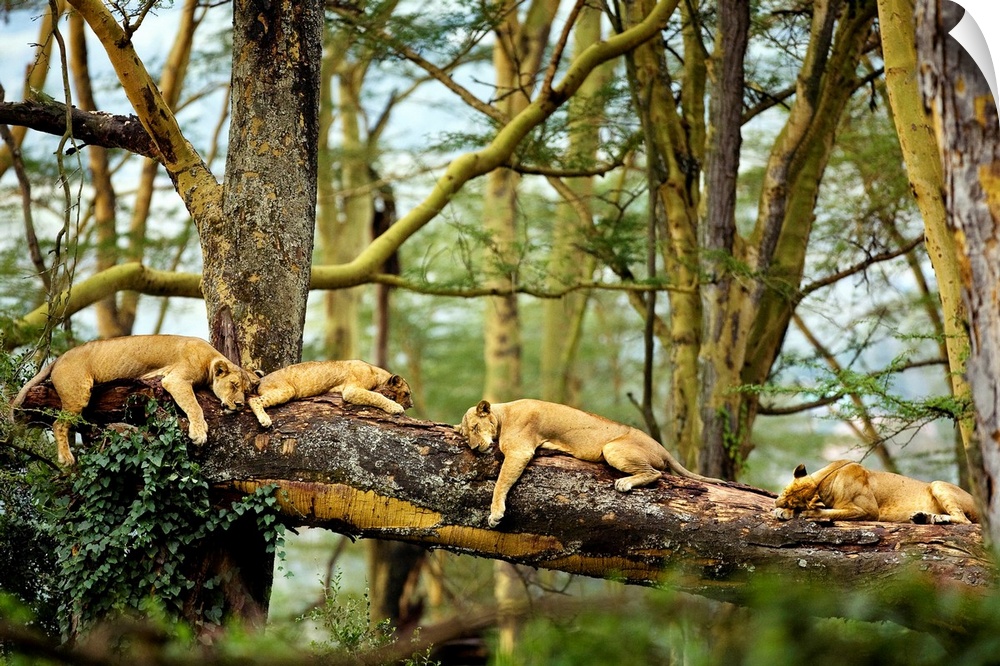 A horizontal photograph of four big cats sleeping on a fallen log in the forest that is perfect for a bedroom or wildlife ...