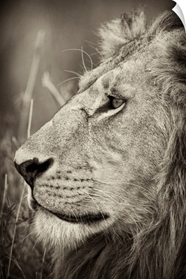 African Lion Majesty