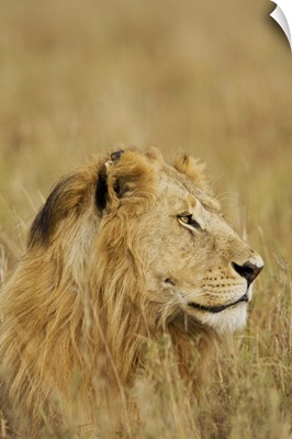 African Lion Majesty