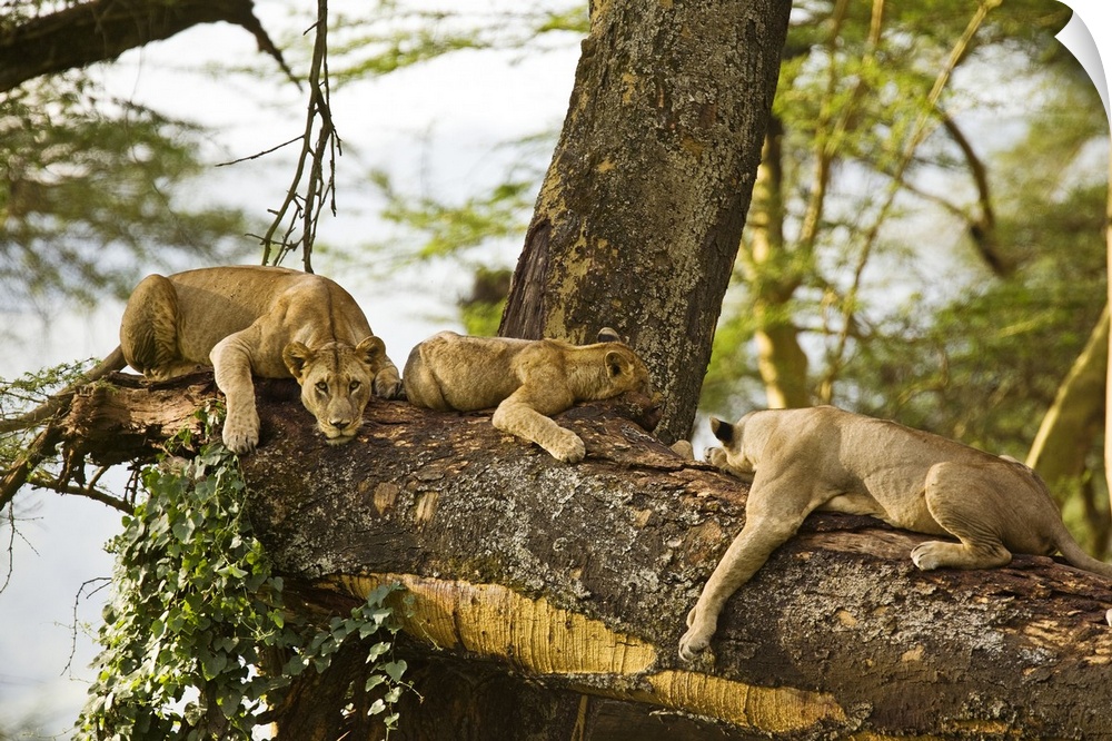 African Lions on Tree