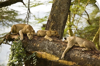 African Lions on Tree