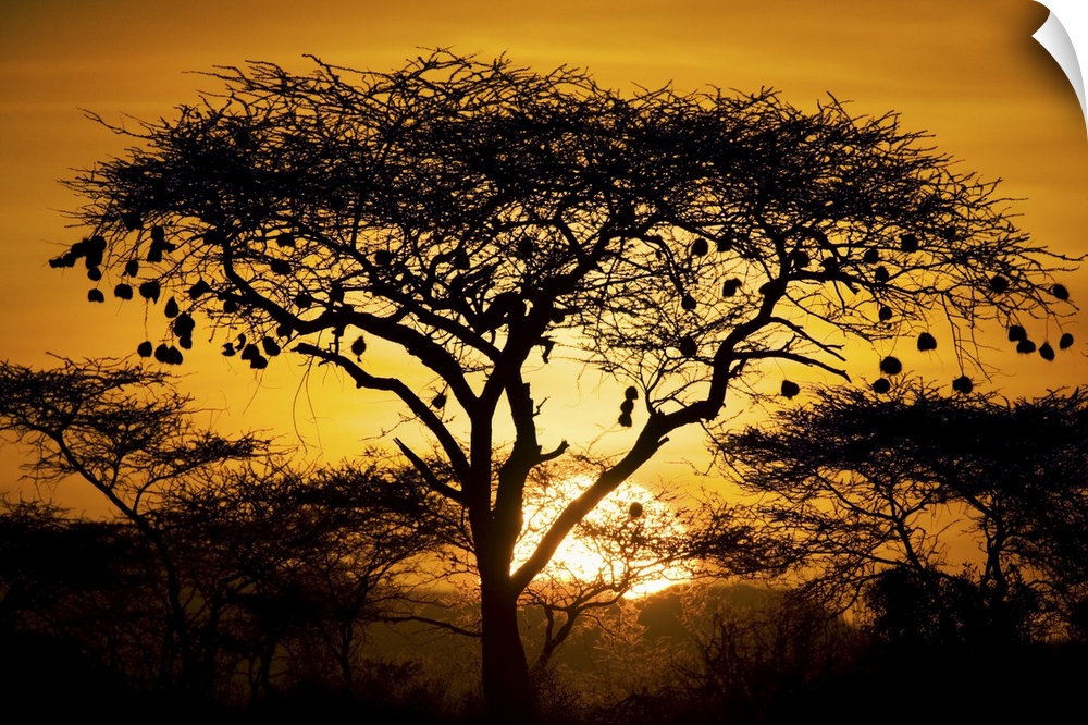 Large, landscape photograph of a tree and bushes of an African landscape, silhouetted by the setting sun in the background.