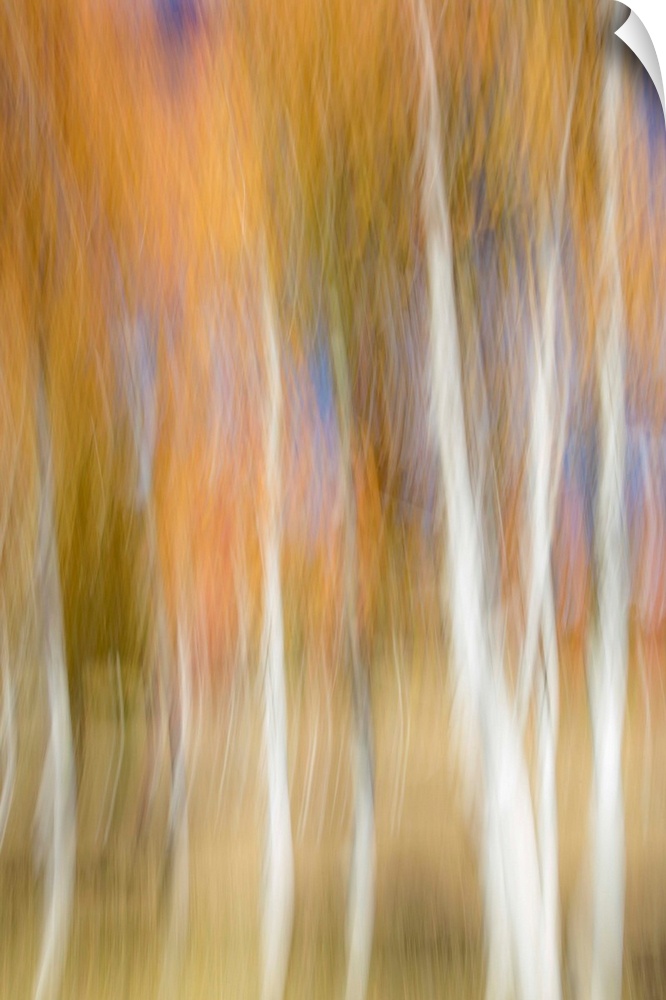 Aspen trees and fall color foliage with camera blur movement