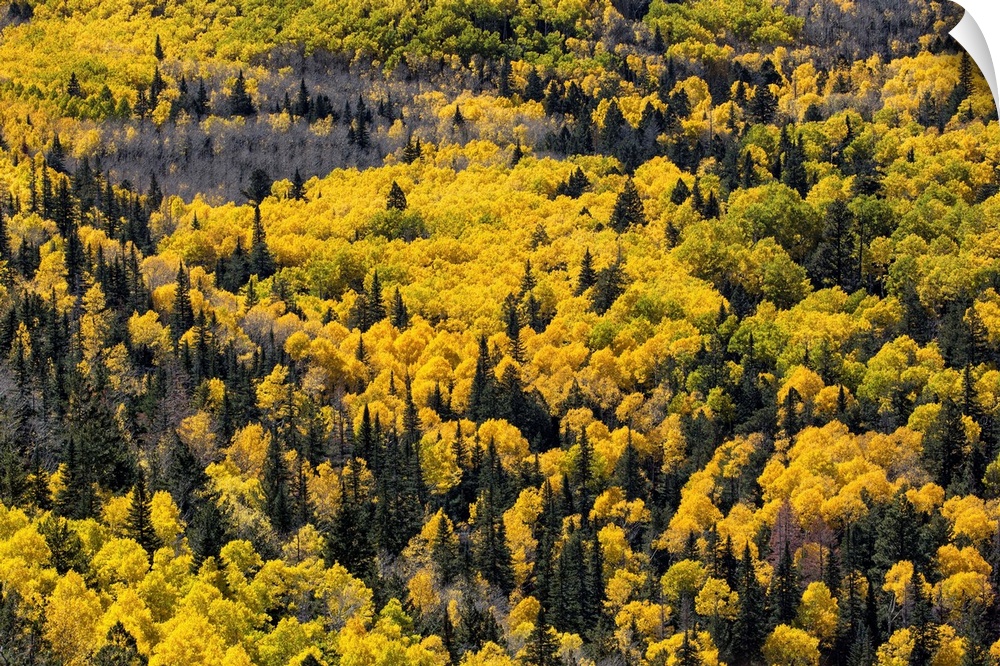 Aspen trees filled with color above Flagstaff, Arizona.