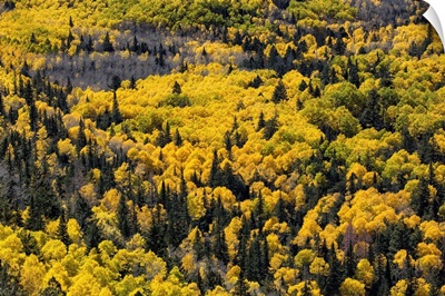 Aspen trees filled with color above Flagstaff, Arizona