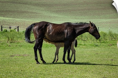 Baby foal nursing from its mother in the Palouse