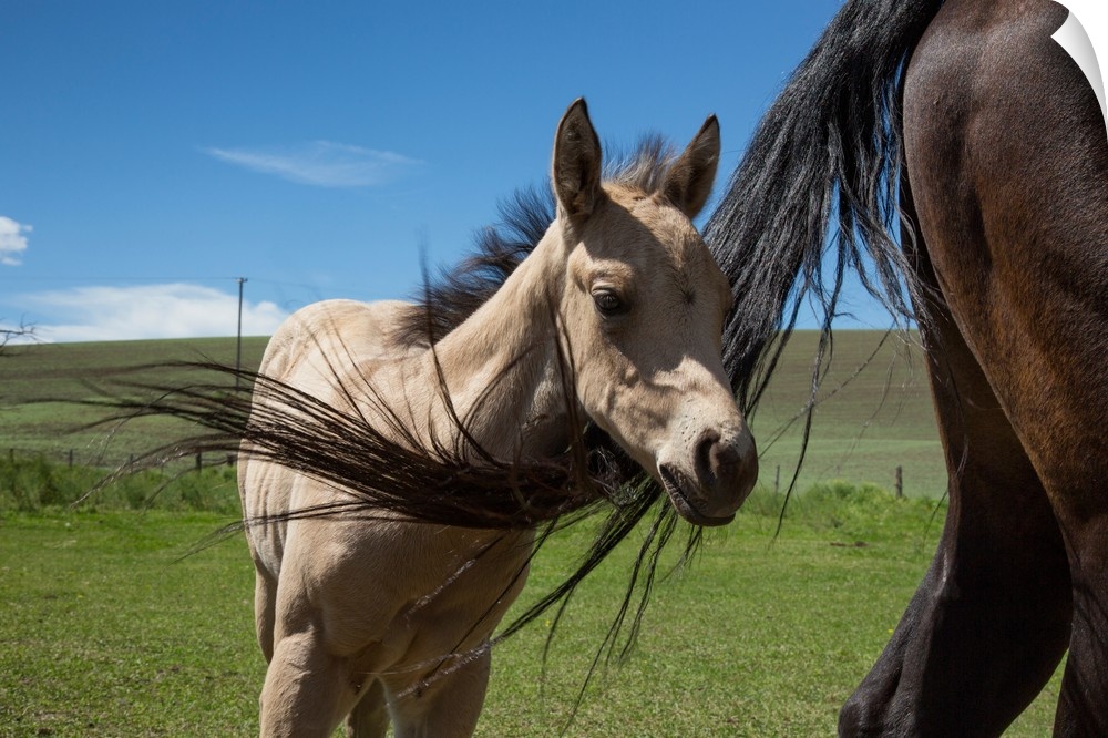Baby foal with mother in the Palouse region of Washington.