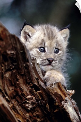 Baby Lynx in a tree