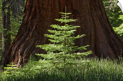 Baby Redwood Tree in front of parent, Redwood Forest, Yosemite, California