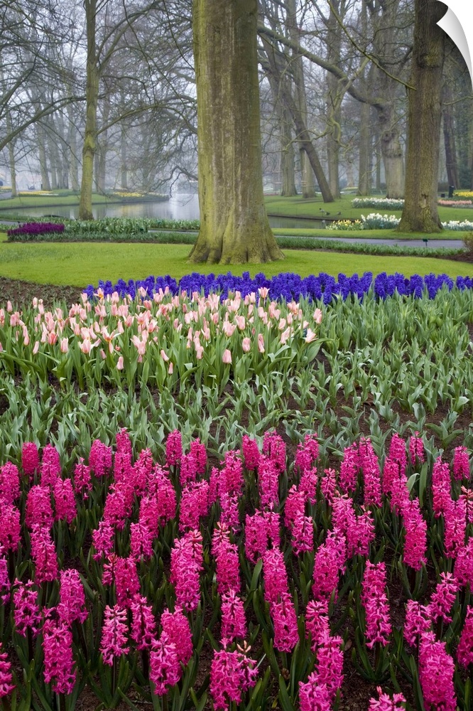 Beautiful gardens of Keukenhof, Amsterdam, Holland