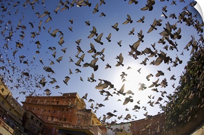 Birds in flight, Rajistan, India