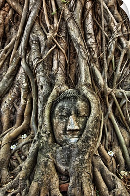 Buddha head inside of a Bodhi tree near Wat Mahathat, Thailand