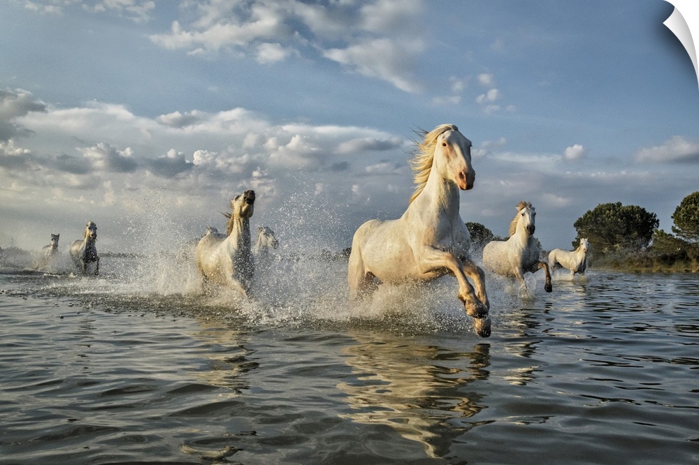 The white horses of the Camargue on the beach in the south of France.