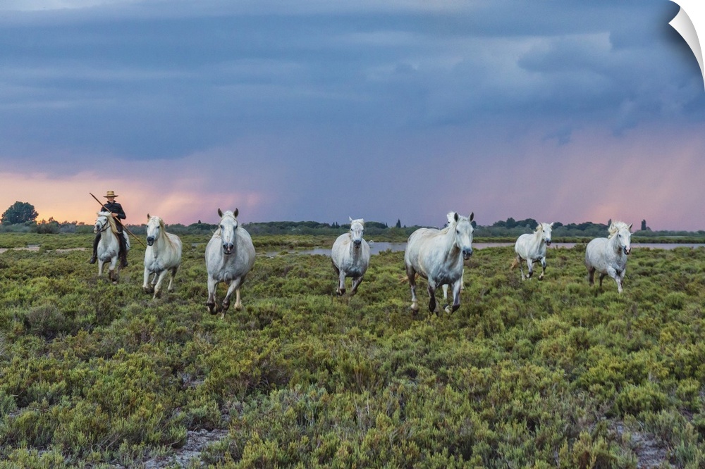 The white horses of the Camargue on the beach in the south of France.