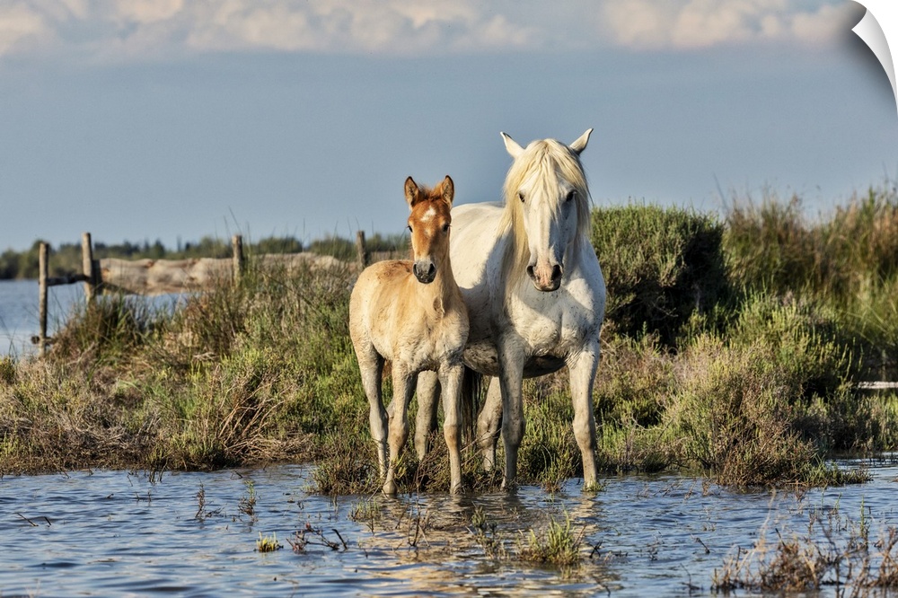 Mother and foal Camargue horse in the south of France.