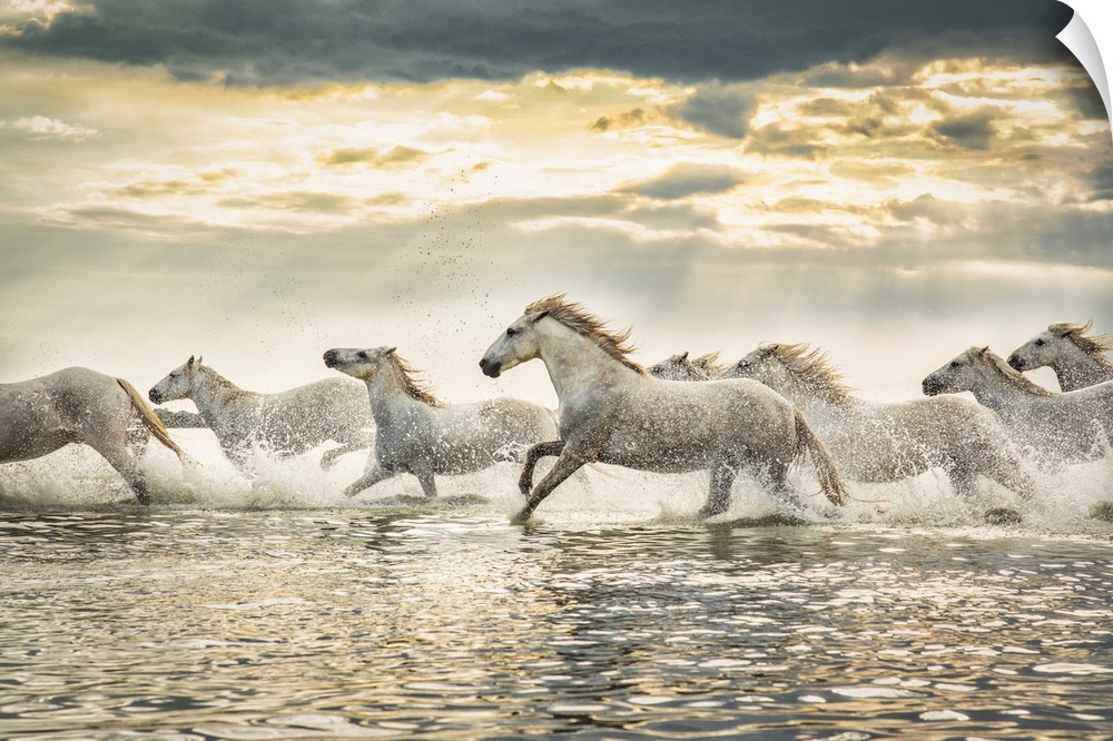 The white horses of the Camargue running on the beach in the south of France.