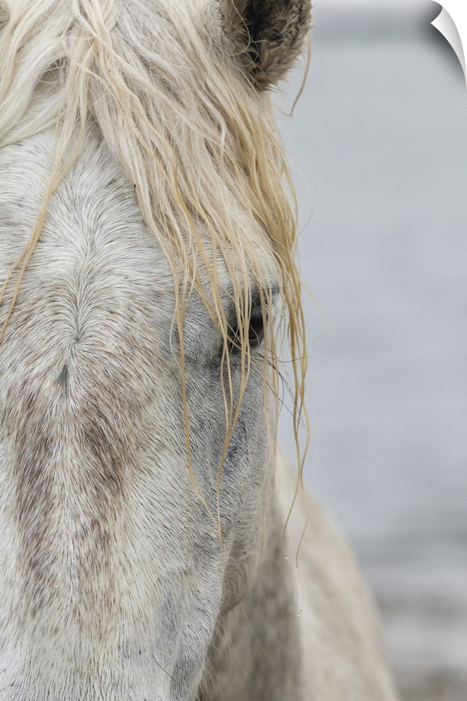 Close up of a white horse of the Camargue in the south of France.